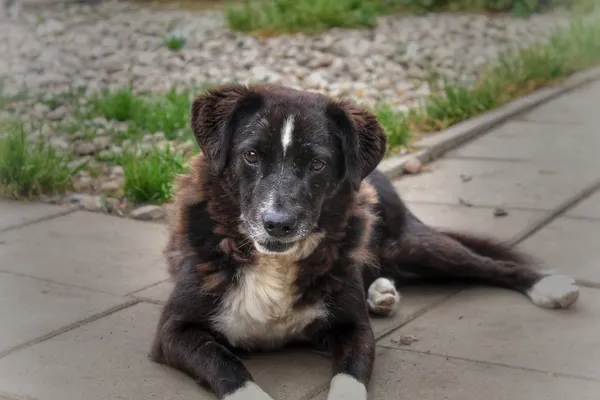 Oddam psa, Olsztyn, Osiedle Tadeusza Kościuszki, 27 lipca 2025 (1/4)