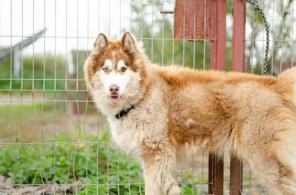 Oddam psa, Gdańsk, Orunia - Święty Wojciech - Lipce, 27 lipca 2025 (2/5)