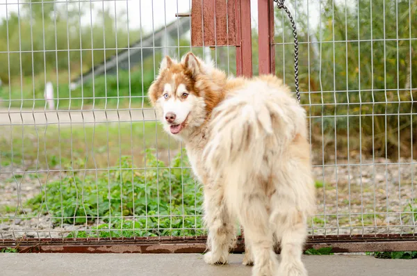 Oddam psa, Gdańsk, Orunia - Święty Wojciech - Lipce, 27 lipca 2025 (3/5)