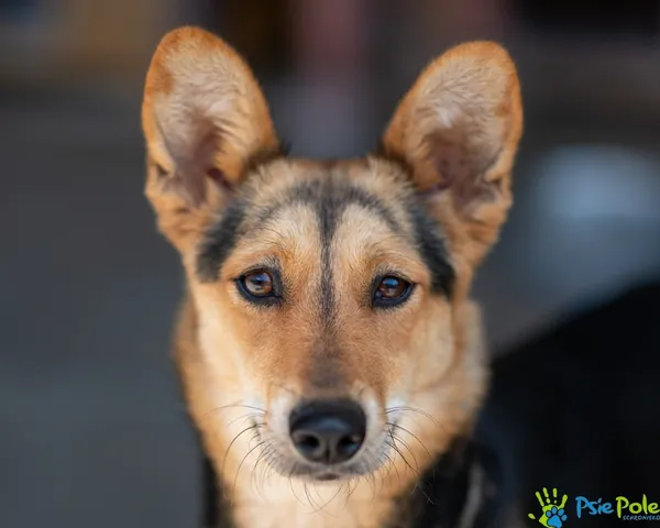 Znaleziono psa, Racławice, 25 lipca 2025 (1/5)