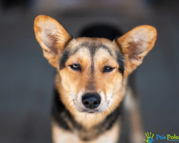 Znaleziono psa, Racławice, 25 lipca 2025 (2/5)