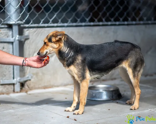 Znaleziono psa, Racławice, 25 lipca 2025 (5/5)