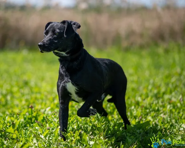 Znaleziono psa, Racławice, 25 lipca 2025 (1/5)