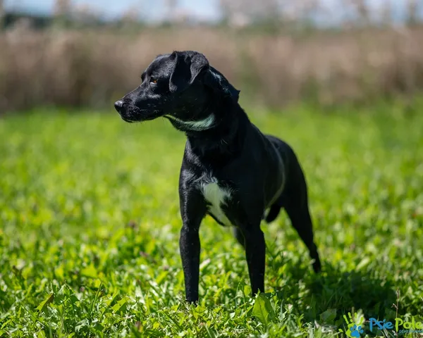 Znaleziono psa, Racławice, 25 lipca 2025 (2/5)