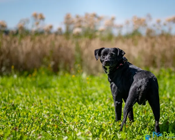 Znaleziono psa, Racławice, 25 lipca 2025 (4/5)
