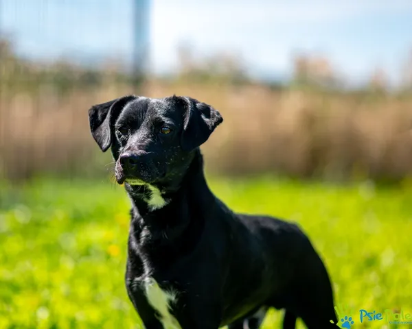 Znaleziono psa, Racławice, 25 lipca 2025 (5/5)