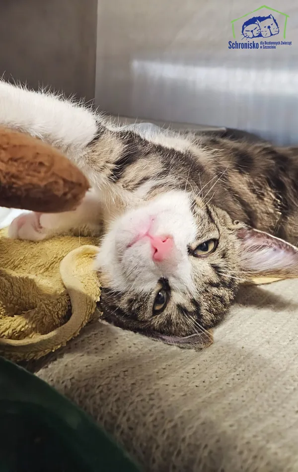 Kot do adopcji, Szczecin, 26 lipca 2025 (2/3)