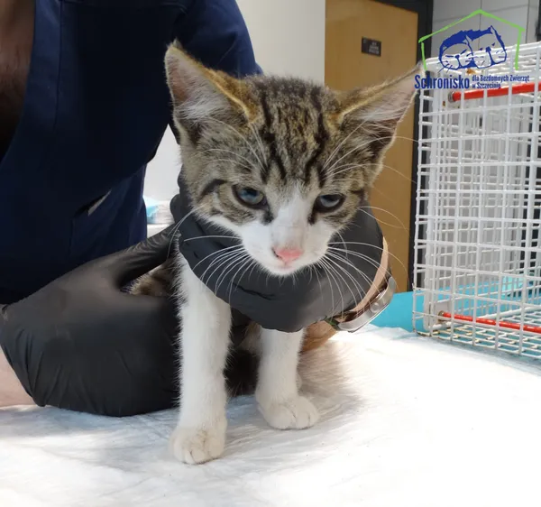 Kot do adopcji, Szczecin, 26 lipca 2025 (3/3)