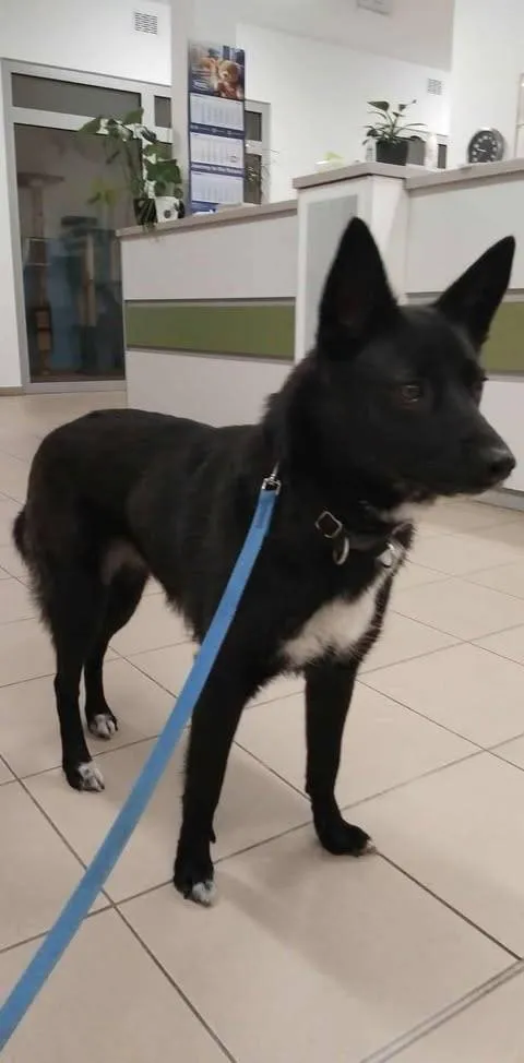 Znaleziono psa, Grudziądz, 27 lipca 2025