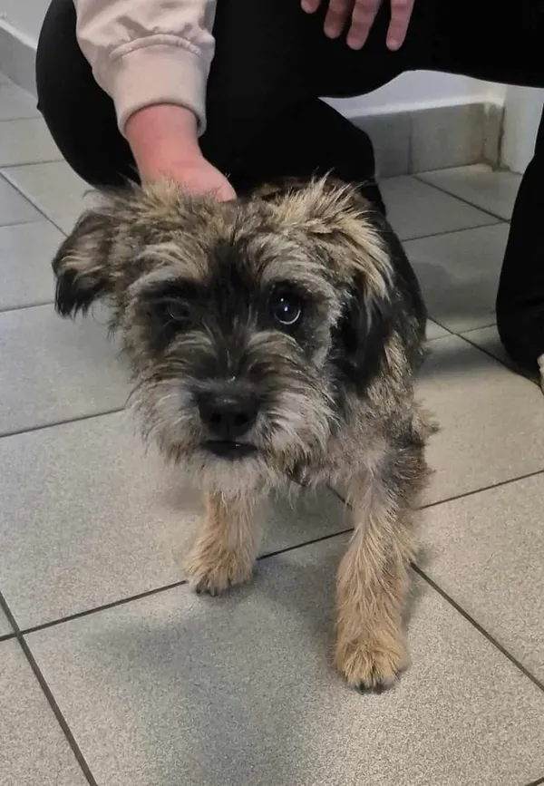 Znaleziono psa, Lublin, 27 lipca 2025