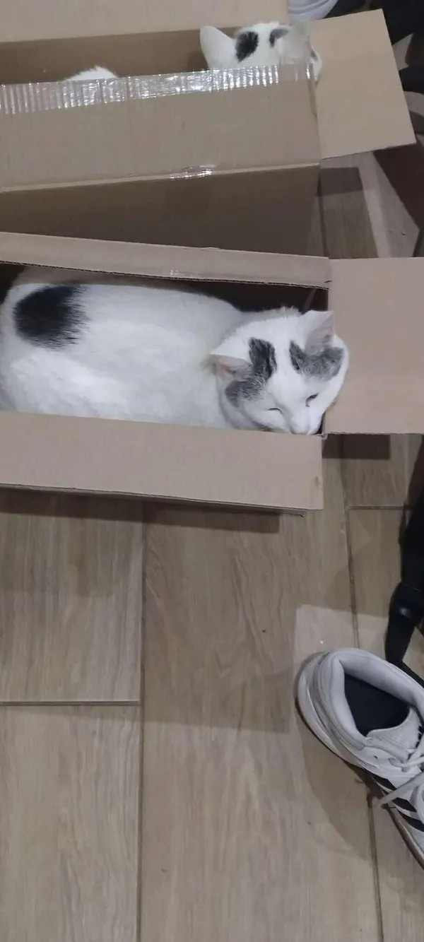 Zaginął kot, Łódź, 27 lipca 2025