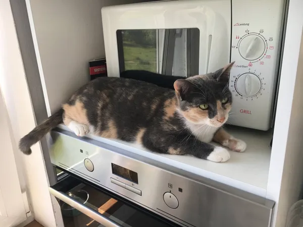 Zaginął kot, Łódź, 27 lipca 2025