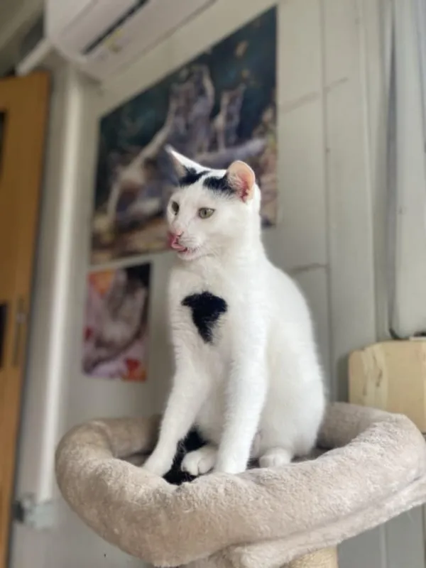 Znaleziono kota, Żywiec, 28 lipca 2025 (3/5)