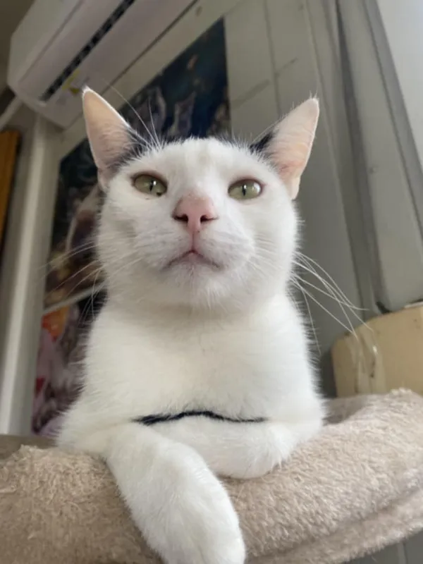 Znaleziono kota, Żywiec, 28 lipca 2025 (5/5)