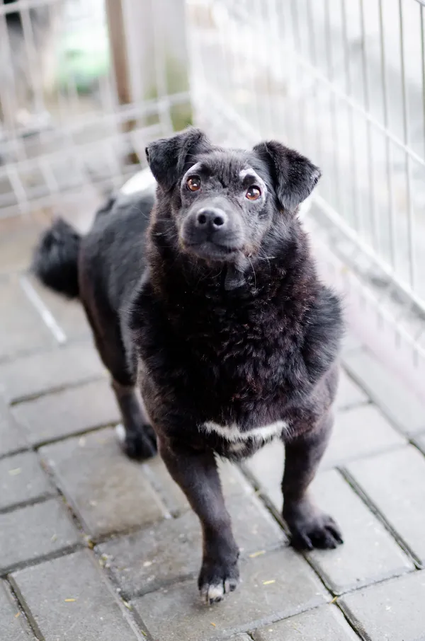 Oddam psa, Sopot, 28 lipca 2025 (1/2)