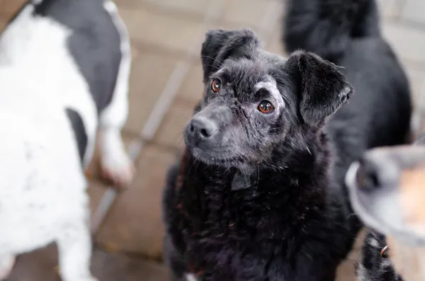 Oddam psa, Sopot, 28 lipca 2025 (2/2)