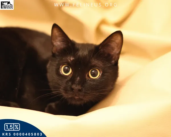 Kot do adopcji, Malawa, 28 lipca 2025 (1/5)