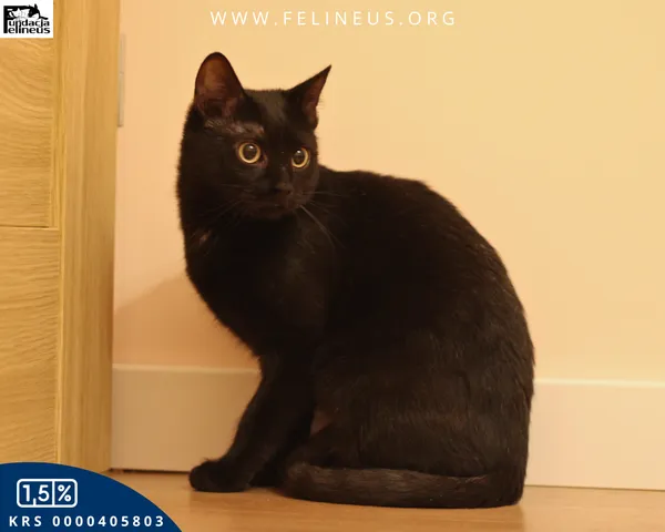 Kot do adopcji, Malawa, 28 lipca 2025 (2/5)