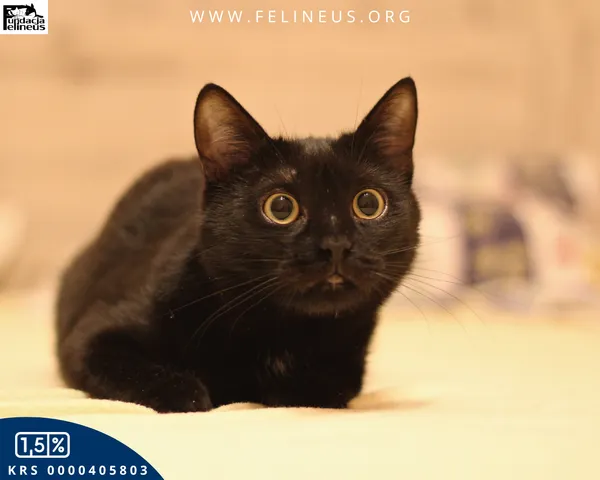 Kot do adopcji, Malawa, 28 lipca 2025 (3/5)