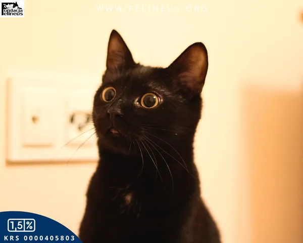 Kot do adopcji, Malawa, 28 lipca 2025 (4/5)