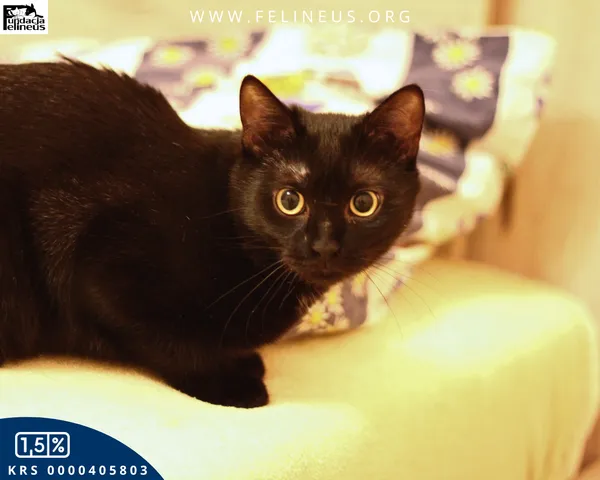 Kot do adopcji, Malawa, 28 lipca 2025 (5/5)