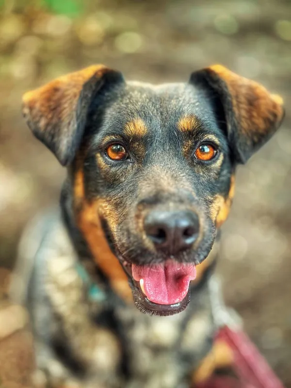 Pies do adopcji, Dłużyna Górna, 28 lipca 2025 (1/5)