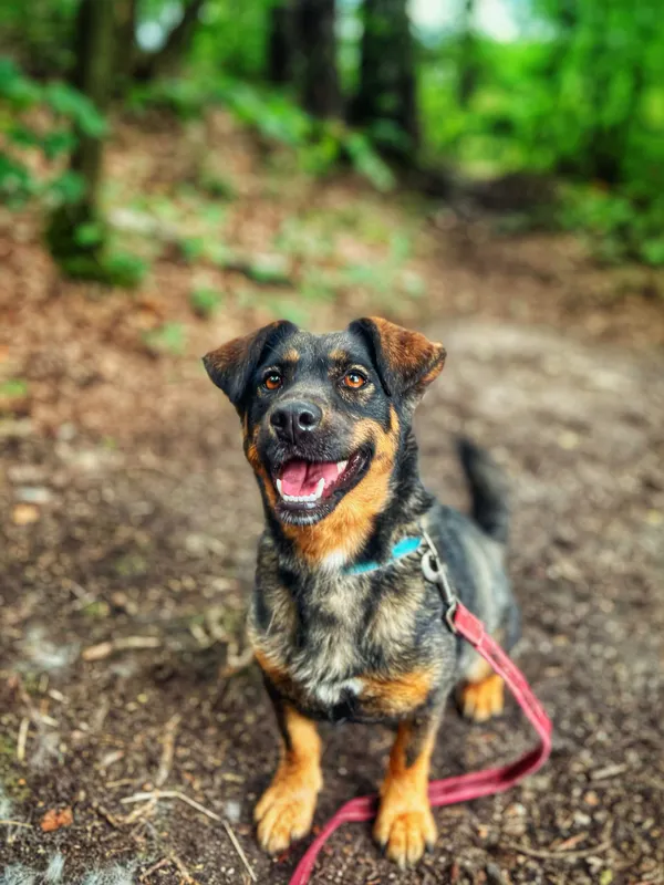 Pies do adopcji, Dłużyna Górna, 28 lipca 2025 (3/5)