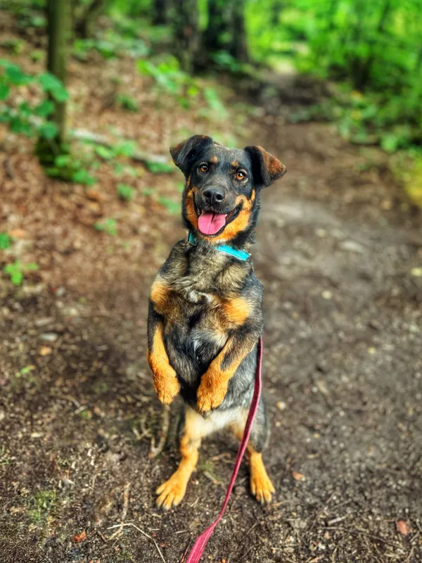 Pies do adopcji, Dłużyna Górna, 28 lipca 2025 (4/5)