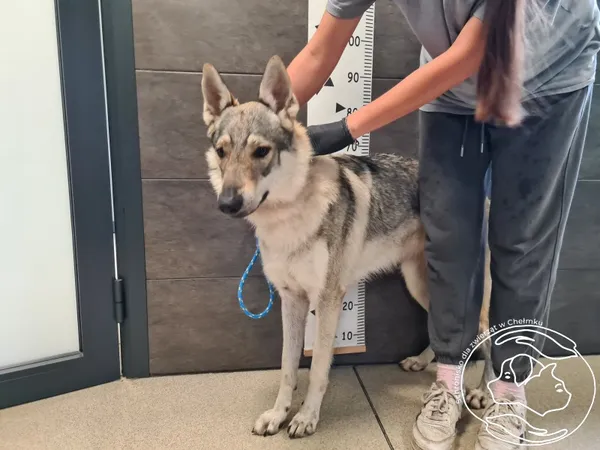 Znaleziono psa, Chełmek, 27 lipca 2025