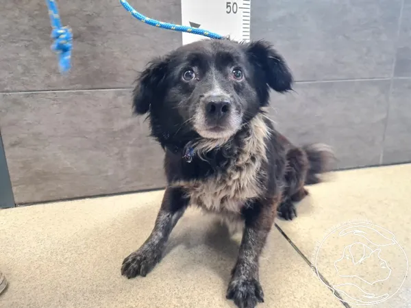 Znaleziono psa, Chełmek, 26 lipca 2025