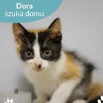 Kot do adopcji