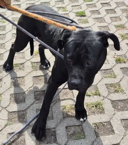 Znaleziono psa, Radom, 27 lipca 2025