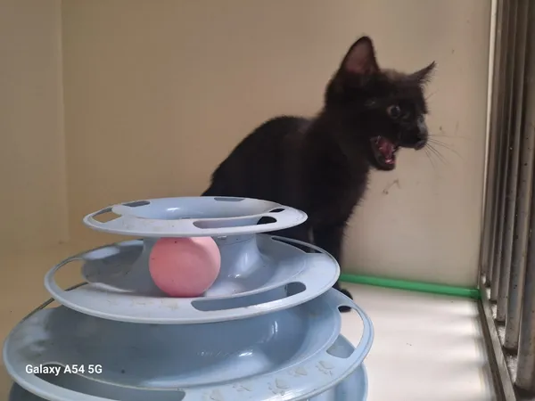 Kot do adopcji, Orzechowce, 28 lipca 2025 (3/3)