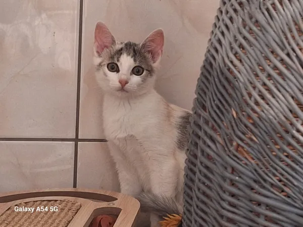 Kot do adopcji, Orzechowce, 26 lipca 2025 (2/2)