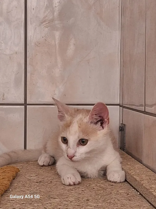 Kot do adopcji, Orzechowce, 26 lipca 2025 (1/3)