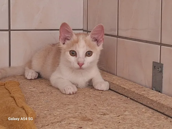 Kot do adopcji, Orzechowce, 26 lipca 2025 (2/3)