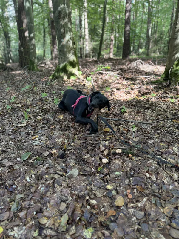 Pies do adopcji, Olsztyn, 13 lipca 2025 (2/4)