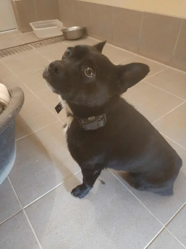 Pies do adopcji, Olsztyn, 12 lipca 2025