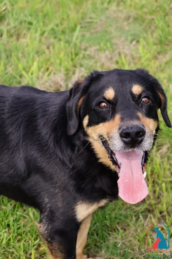 Pies do adopcji, Grudziądz, 16 lipca 2025 (1/5)