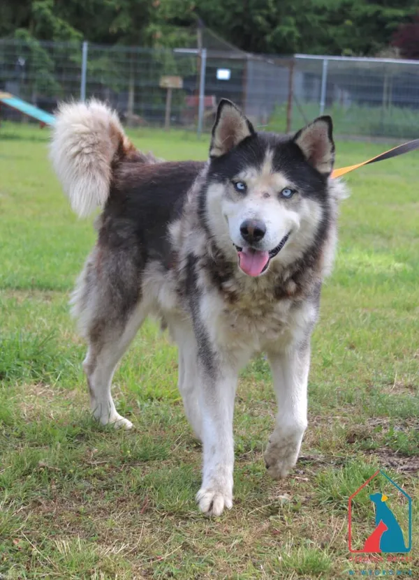 Pies do adopcji, Grudziądz, 10 lipca 2025