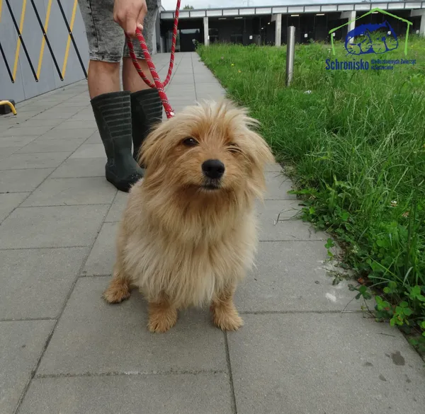 Znaleziono psa, Szczecin, 26 lipca 2025 (1/2)