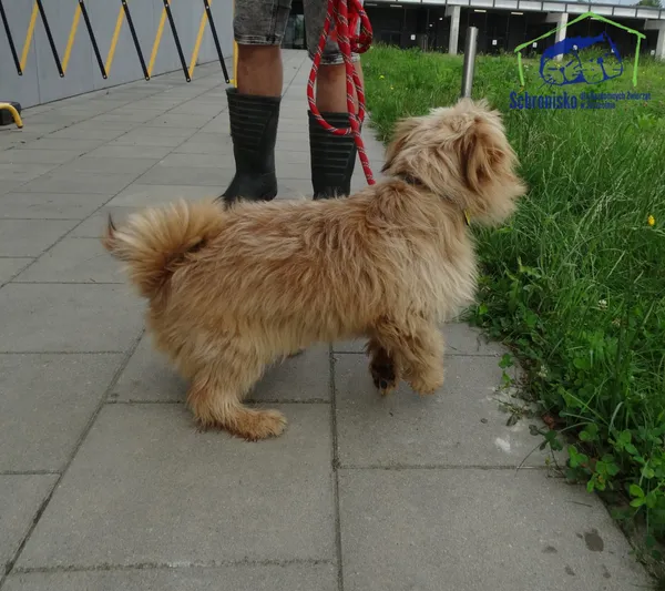 Znaleziono psa, Szczecin, 26 lipca 2025 (2/2)
