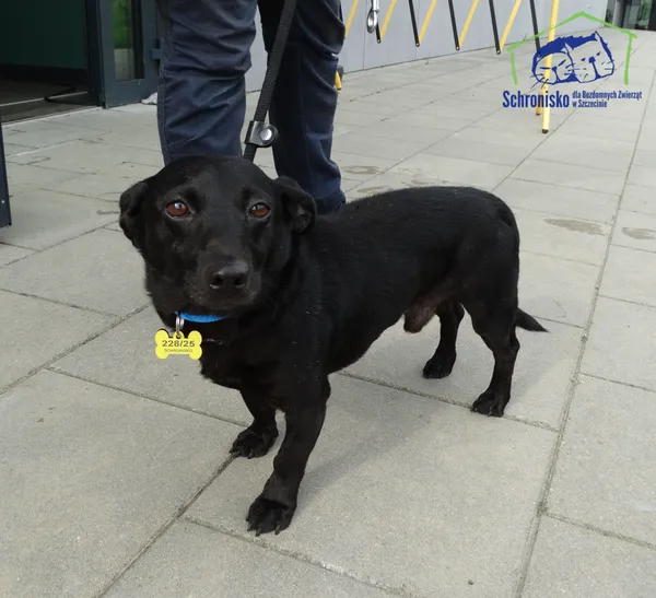 Znaleziono psa, Szczecin, 27 lipca 2025