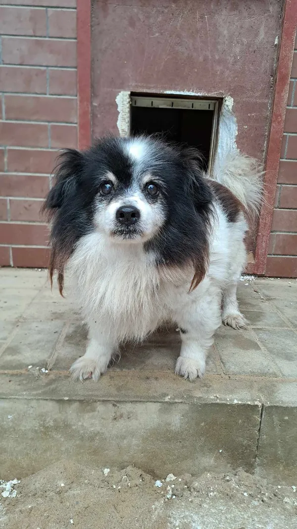 Znaleziono psa, Olsztyn, 28 lipca 2025 (1/2)