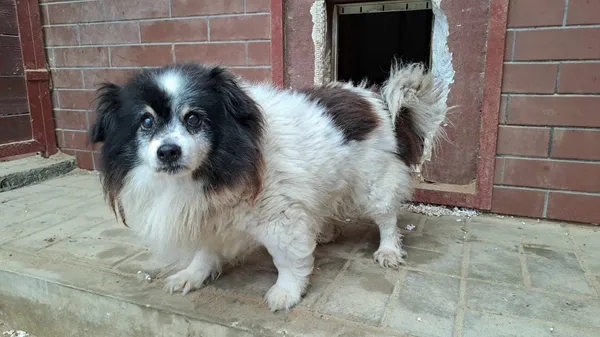 Znaleziono psa, Olsztyn, 28 lipca 2025 (2/2)