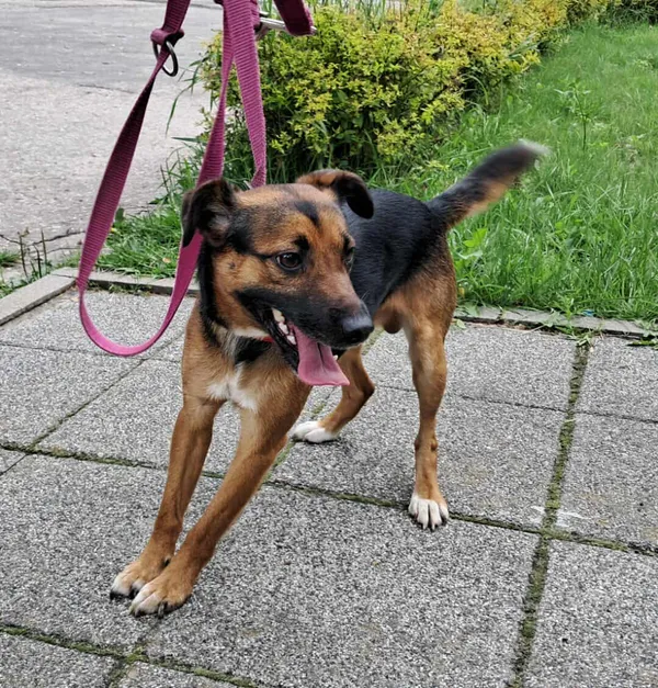 Znaleziono psa, Olsztyn, 26 lipca 2025