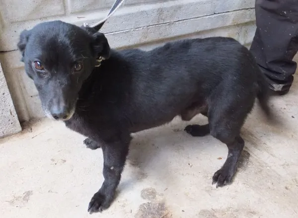 Znaleziono psa, Nowa Krępa, 21 lipca 2025