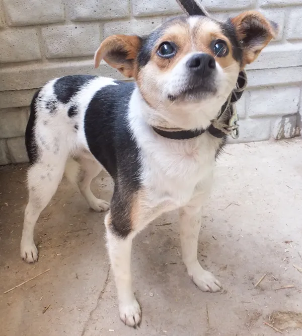 Znaleziono psa, Nowa Krępa, 21 lipca 2025