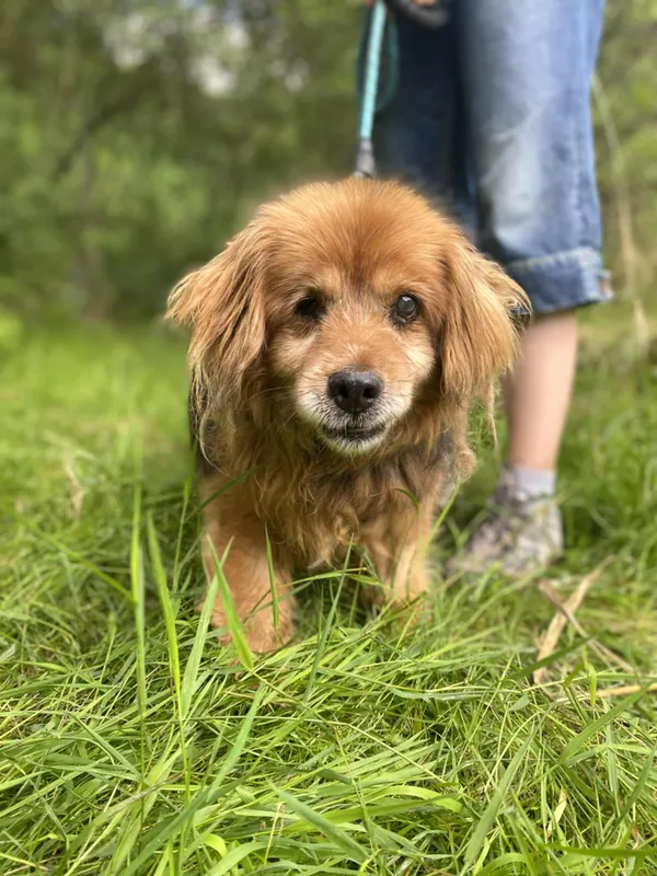 Znaleziono psa, Żywiec, 28 lipca 2025 (2/5)