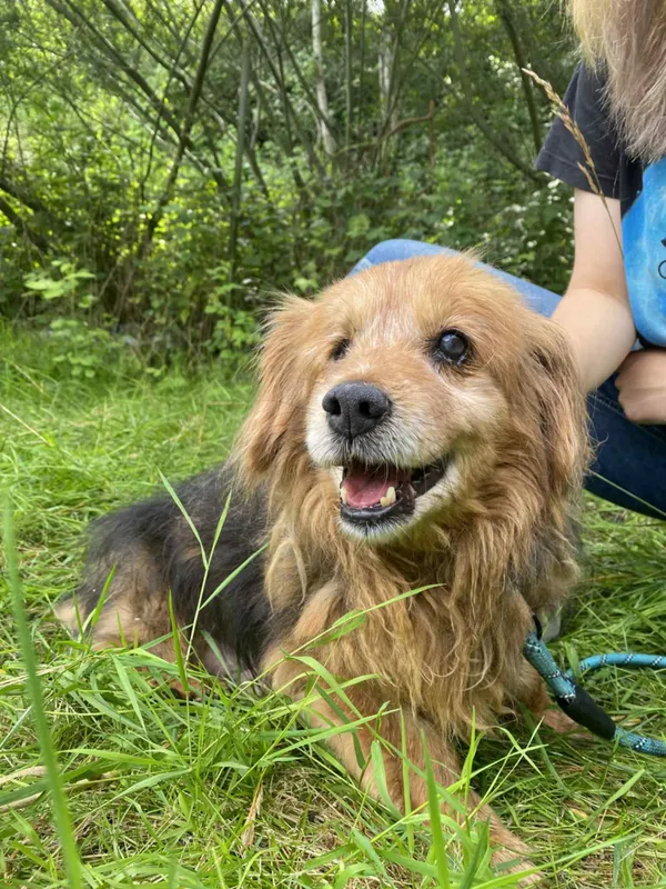 Znaleziono psa, Żywiec, 28 lipca 2025 (4/5)